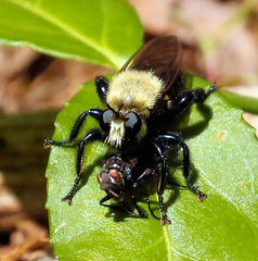 Laphria virginica
