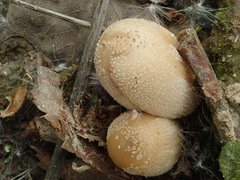 Coprinellus ellisii