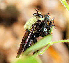 Laphria virginica