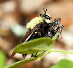 Laphria virginica