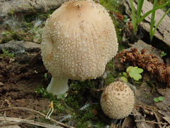Coprinellus ellisii