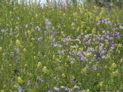 Dianthus superbus