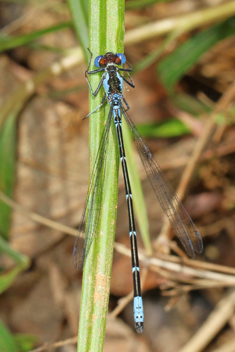 Aurora Damsel (Chromagrion conditum), a species recorded in Vermont