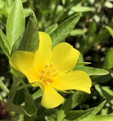 Ludwigia hexapetala