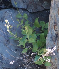 Ageratina occidentalis