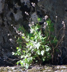 Ageratina occidentalis