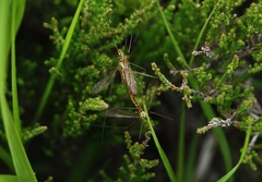 Nephrotoma flavescens