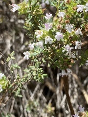 Thymus camphoratus