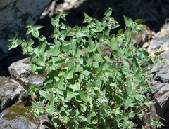 Ageratina occidentalis