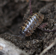 Armadillidium vulgare