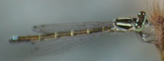 Ischnura perparva
