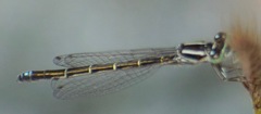 Ischnura perparva