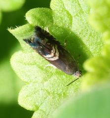 Grapholita interstinctana