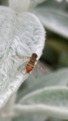 Toxomerus marginatus