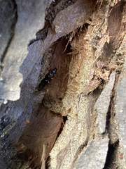 Phymatodes nitidus