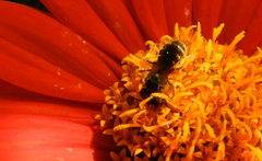 Halictus poeyi