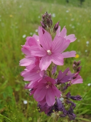 Sidalcea virgata