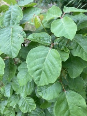 Toxicodendron diversilobum
