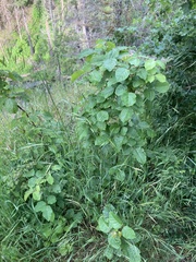 Toxicodendron diversilobum