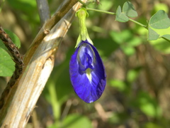 Clitoria ternatea