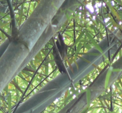 Colaptes rubiginosus