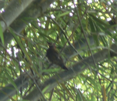 Colaptes rubiginosus