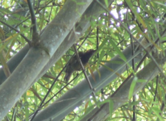 Colaptes rubiginosus