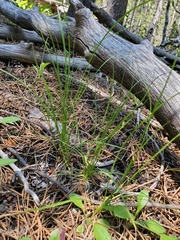 Carex pityophila