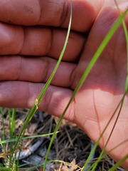 Carex pityophila