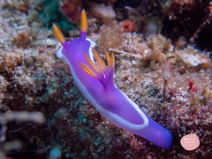 Hypselodoris variobranchia