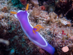 Hypselodoris variobranchia
