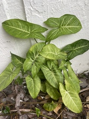 Syngonium podophyllum