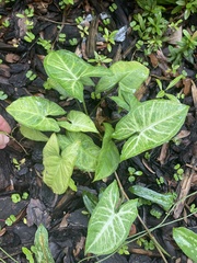 Syngonium podophyllum
