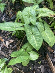 Syngonium podophyllum