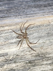 Philodromidae