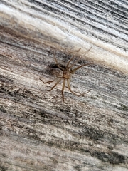 Philodromidae
