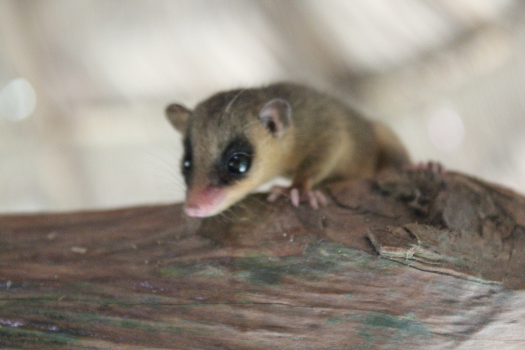 Spectacled Slender Opossum