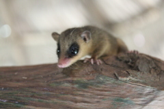 Spectacled Slender Opossum photo 1