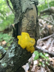 Tremella