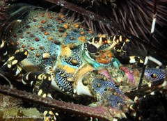 Panulirus ornatus