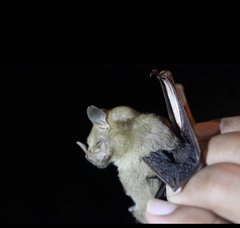 Uroderma magnirostrum