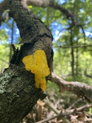Tremella