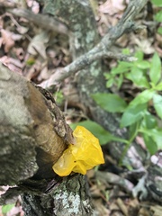 Tremella