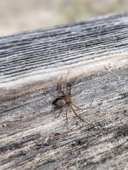 Philodromidae