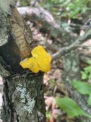 Tremella