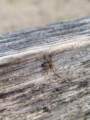 Philodromidae