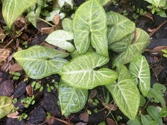 Syngonium podophyllum