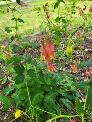 Aquilegia canadensis