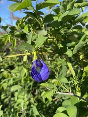 Clitoria ternatea ternatea