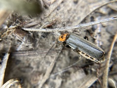 Cyrtomoptera